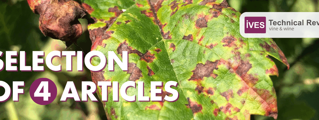 Articles selection: downy mildew and how to prevent it
