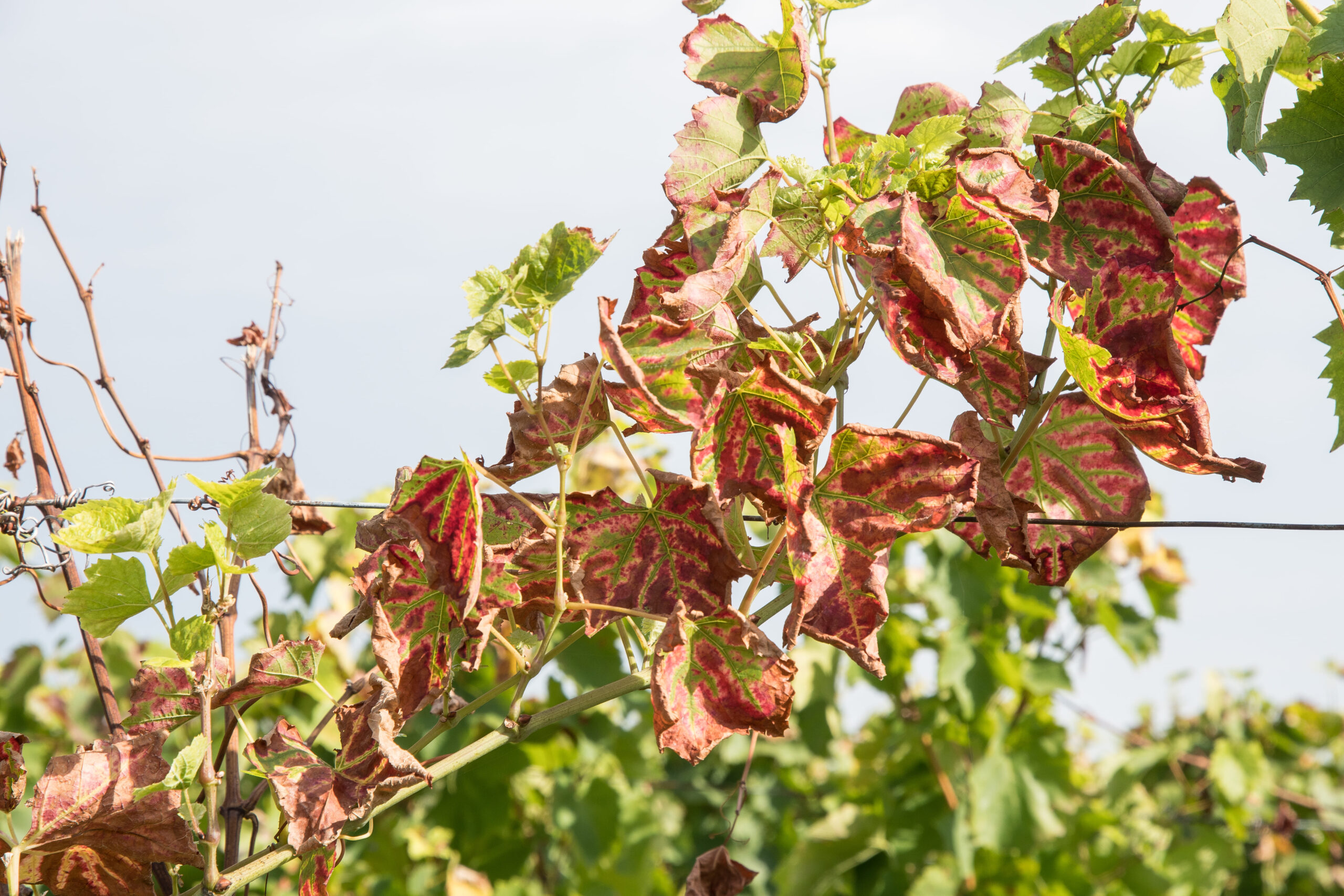 Esca_symptoms (compressed)